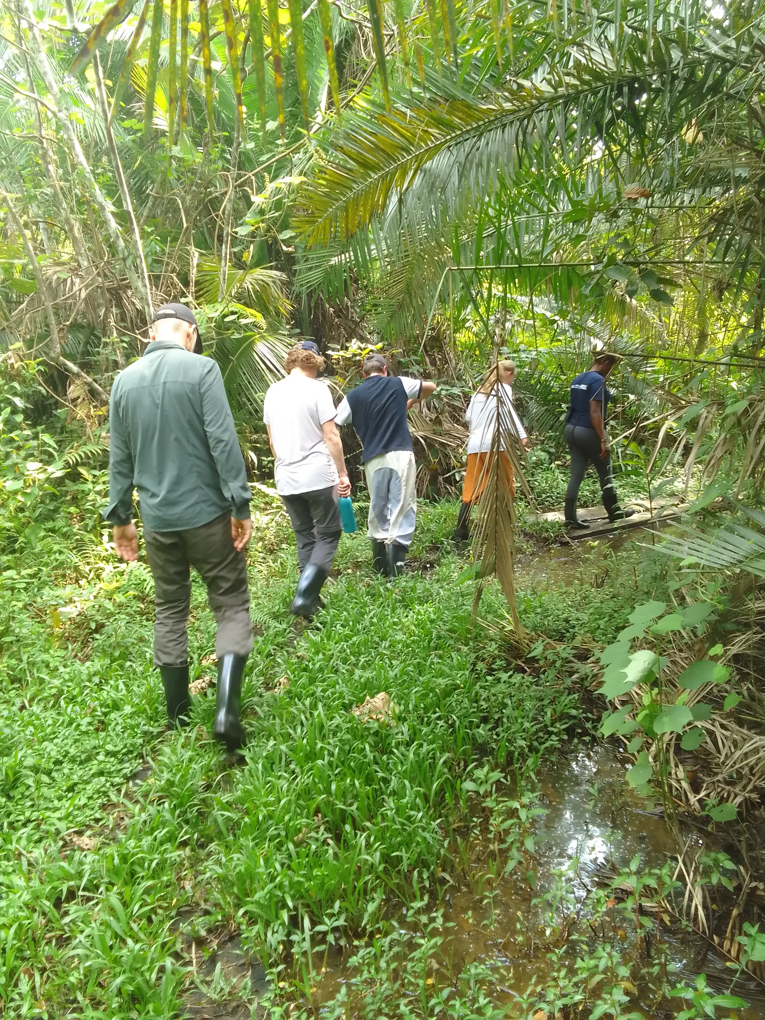 Bwindi Forest